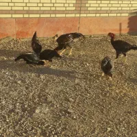 دو عدد مرغ تخم گذار لااری و سه عدد هم جوجه نه ماه|حیوانات مزرعه|زاویه, |دیوار