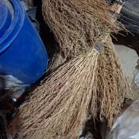 فروش جاری محلی