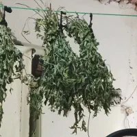 نعنا خشک