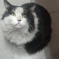 واگذاری رایگان گربه|گربه|نظرآباد, شهرک صنعتی سپهر|دیوار