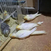 جوجه عروس هلندی