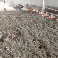 کود گوشتی مرغی سالنی