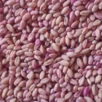 گندم کوهدشت|لوازم جانبی حیوانات|کوهدشت, |دیوار