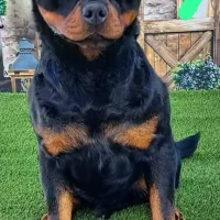 مربی سگ/آموزش سگ