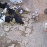 انواع نژاد کبوتران