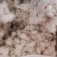 پنبه تمیز نشده سمنان