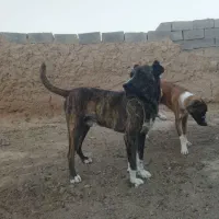 فروش سگ گله|سگ|خواف, |دیوار
