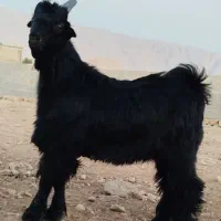 پازن،کهره،میش،قوچ،