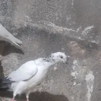 کبوتر