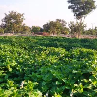 سبزیجات تازه