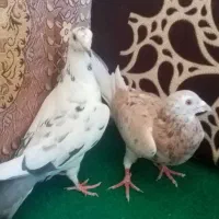 کبو تر پلاکی