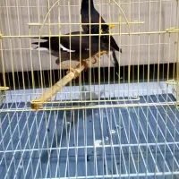 مینا)مرغ مینا دوتاباهم ۱۸۰۰