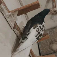 چپ سرکی گل دار