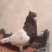 کبوتر مست مست به شرط دوری|پرنده|شوشتر, |دیوار