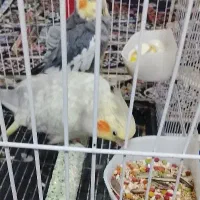 پرنده  عروس هلندی مولد