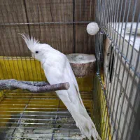 عروس هلندی نر