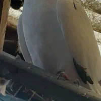 ۵عدد کبوتر پرشی خوب|پرنده|بندر انزلی, بشمن|دیوار