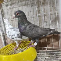 نر ماده  سرور   دورگ دو عدد دم  سیا هم  هست قیمت 3