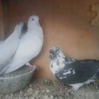 کفتر پرشی|پرنده|ساوه, |دیوار