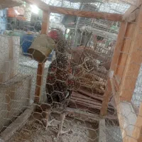 جوجه خروس لاری معاوضه هم دارم