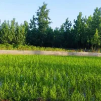 هزار متر زمین