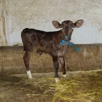 گاو دورگ با گوساله نر هلشتاین|حیوانات مزرعه|سنگر, |دیوار