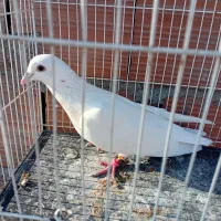 کفتر تعبیدی