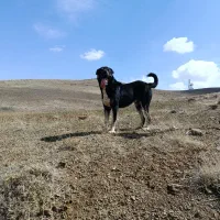 پژدر دوساله