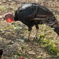 بوقلمون نر و ماده