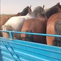 خرید فروش اسب مادیان پالونی