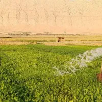 سبزی خورشتی ارگانی|خوردنی و آشامیدنی|قلعه شاهین, |دیوار