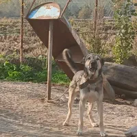 سگهای نگهبان سراب پژدر|سگ|علی‌آباد کتول, |دیوار