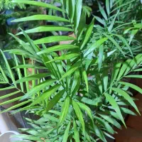 زمین-معالی-آباد-شیراز