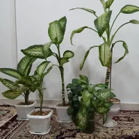 دیفن|گل و گیاه طبیعی|اسلام‌‌آباد غرب, |دیوار