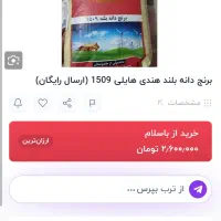 برنج هایلی