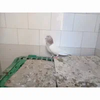 یک عدد کبوتر به فروش میرسد|پرنده|مهدی شهر, |دیوار