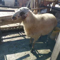 گوسفند تخمی