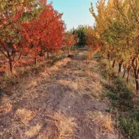 باغ و زمین کشاورزی