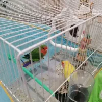 عروس هلندی و کوتوله