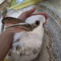 خرگوش بازیگوش|موش و خرگوش|ارومیه, |دیوار