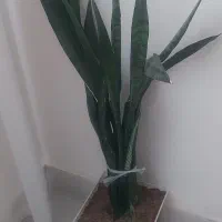 فروش گل طبیعی|گل و گیاه طبیعی|یاسوج, |دیوار