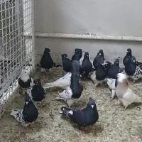 دسته رنگی|پرنده|مسجد سلیمان, |دیوار