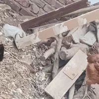 مرغ تخم گذار|حیوانات مزرعه|بناب, |دیوار