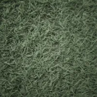 چمن مصنوعی|مصالح و تجهیزات ساختمان|گلستان (تهران), |دیوار