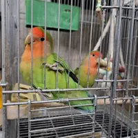 طوطی برزیلی