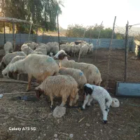 دو میش بره با جوان و داشتی