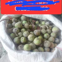 میوه جنگلی (کلوه)