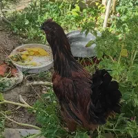 خروس متن حتما بخون|حیوانات مزرعه|بیرجند, |دیوار