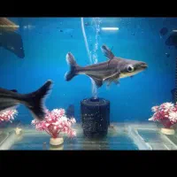 ماهی فلاور.پنکوسی.کت چوبی.اسکارمعاوضه باچانا کوچک