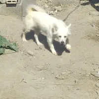 سگ پاکوتاه شتینزو پامر|سگ|چابهار, |دیوار